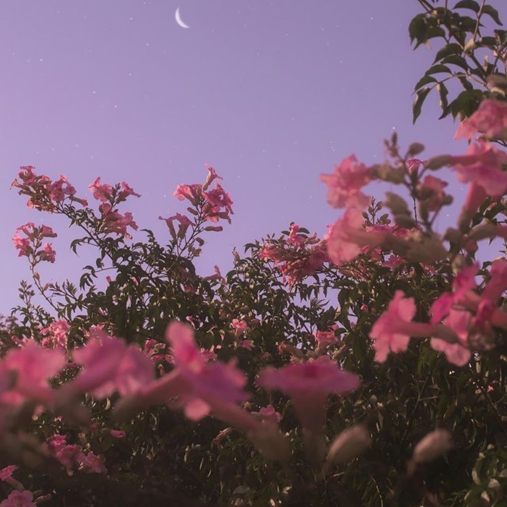 Meet your Posher, Alina